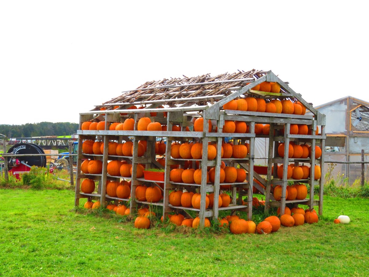 almelou's tweet photo. #pumpkin #Thanksgiving #Flowers #October2020 @ExperienceNL #ThePhotoHour https://t.co/GT9s0QBr2Q
