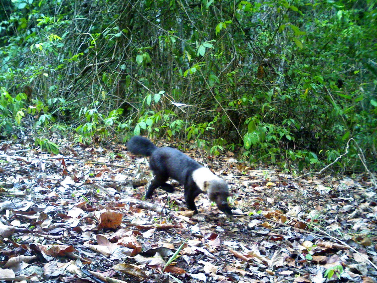 BATSUB working in conjunction with Panthera captured this picture of a Tayra on the BATSUB training estate, we are working closely together on environmental conservation in Belize.