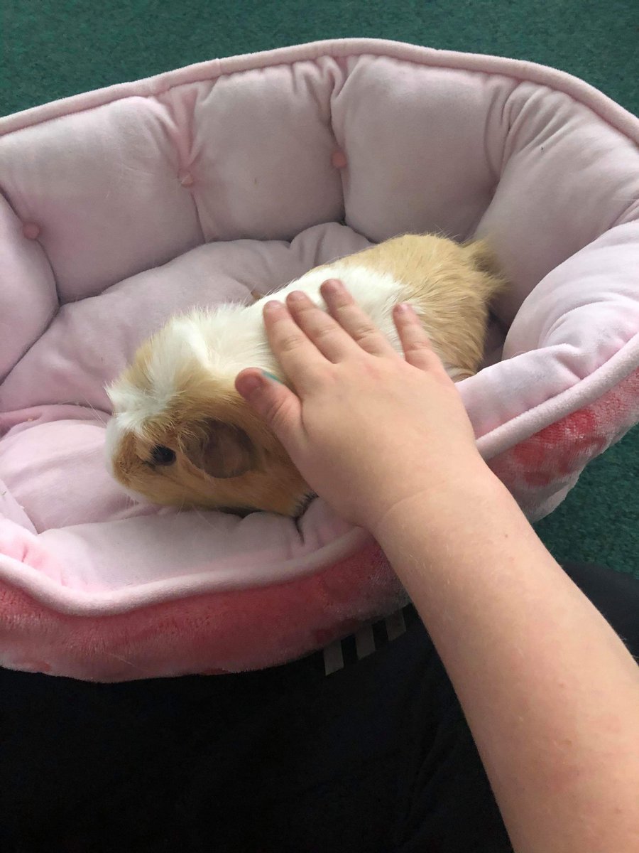 LangwathbyCe's tweet photo. Sue has settled back into school life and the children have been delighted to see her! #partofourfamily #Wellbeing #creativeschools #compassionandservice https://t.co/1f8JqsWVV8