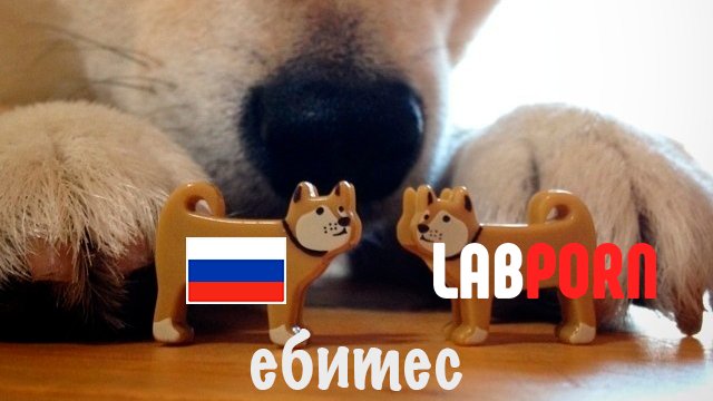 Labporn Community tweet media