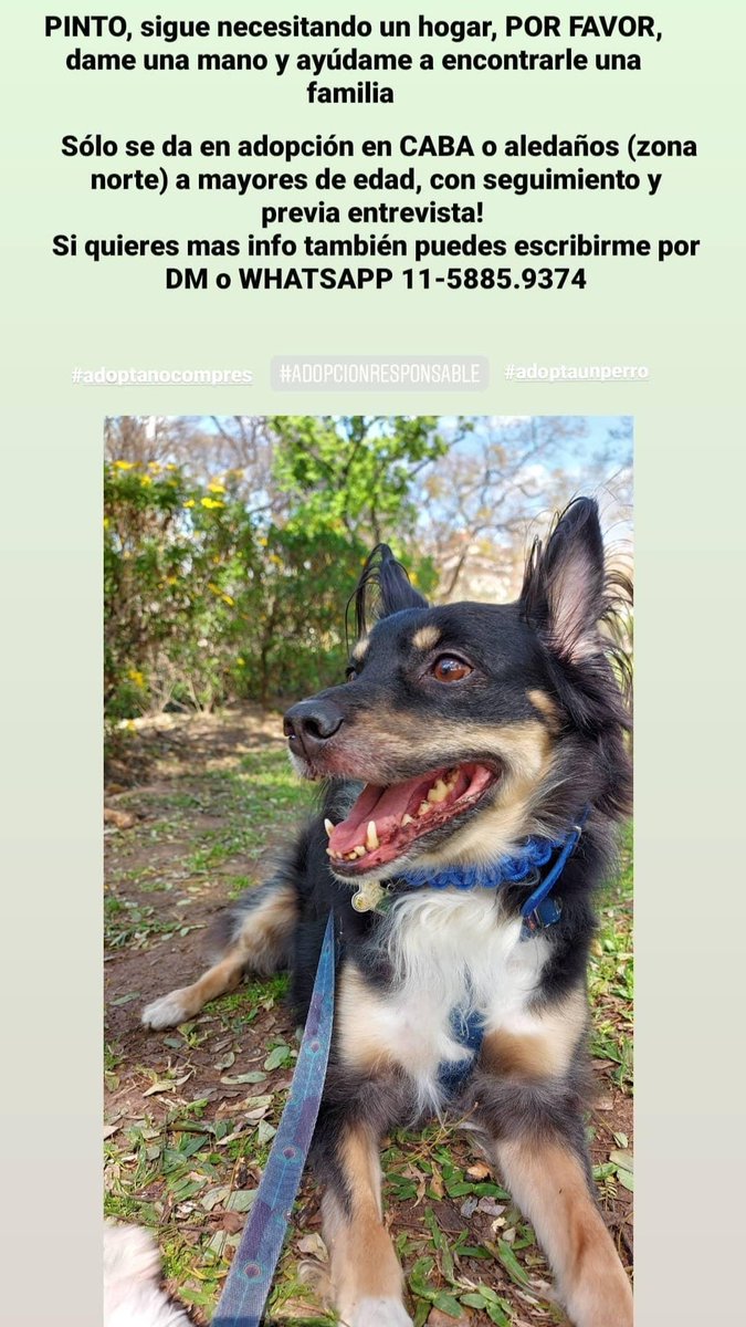 JayAlcala's tweet photo. En #CABA 
#AdoptaNoCompres
#AdopcionResponsable https://t.co/RSRSKX2MyR