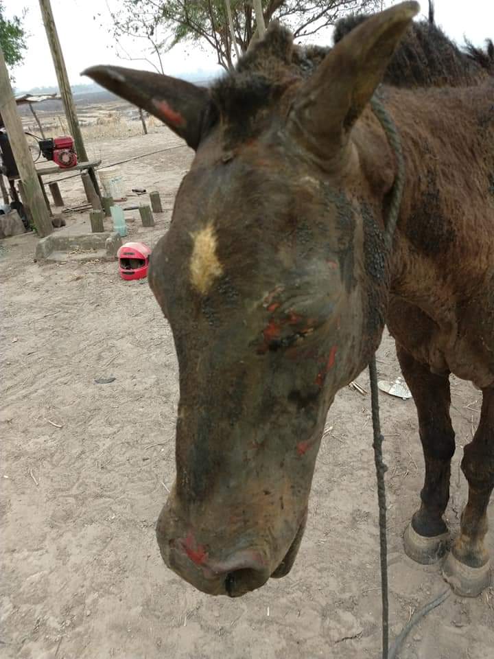 chakeniocansad1's tweet photo. Etiqueten al hijo de mil puta de @jmcapitanich abajo, hasta que se ponga a laburar para frenar esto!!!!! https://t.co/2Osh4PkyRI