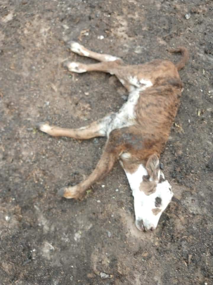 chakeniocansad1's tweet photo. Etiqueten al hijo de mil puta de @jmcapitanich abajo, hasta que se ponga a laburar para frenar esto!!!!! https://t.co/2Osh4PkyRI