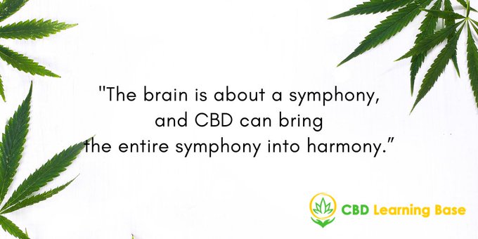 SunrisePureCBD's tweet image. RT @CBDLearningBase: &quot;The brain is about a symphony, and CBD can bring the entire symphony into harmony.&quot; #cbdlearningbase #quotes #cbd #CannabisCommunity