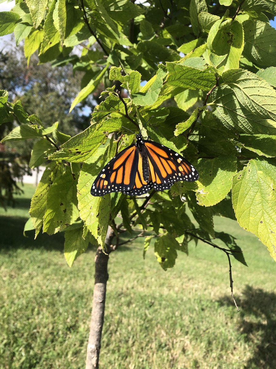 Diamond, <a href="/JessScanlon23/">Jessica Scanlon</a> and her 1st grade class's butterfly, is ready to go to Mexico! 🦋