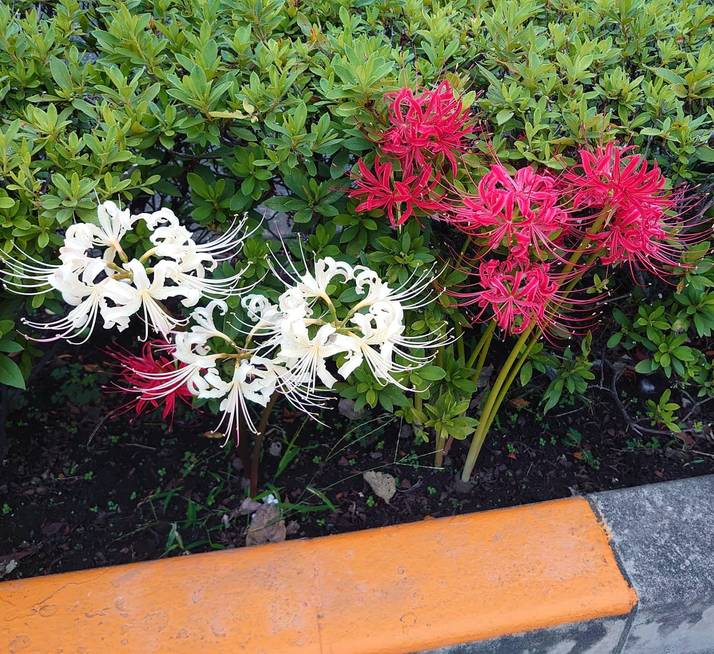 Redwhitespiderlilies Twitter Search Twitter