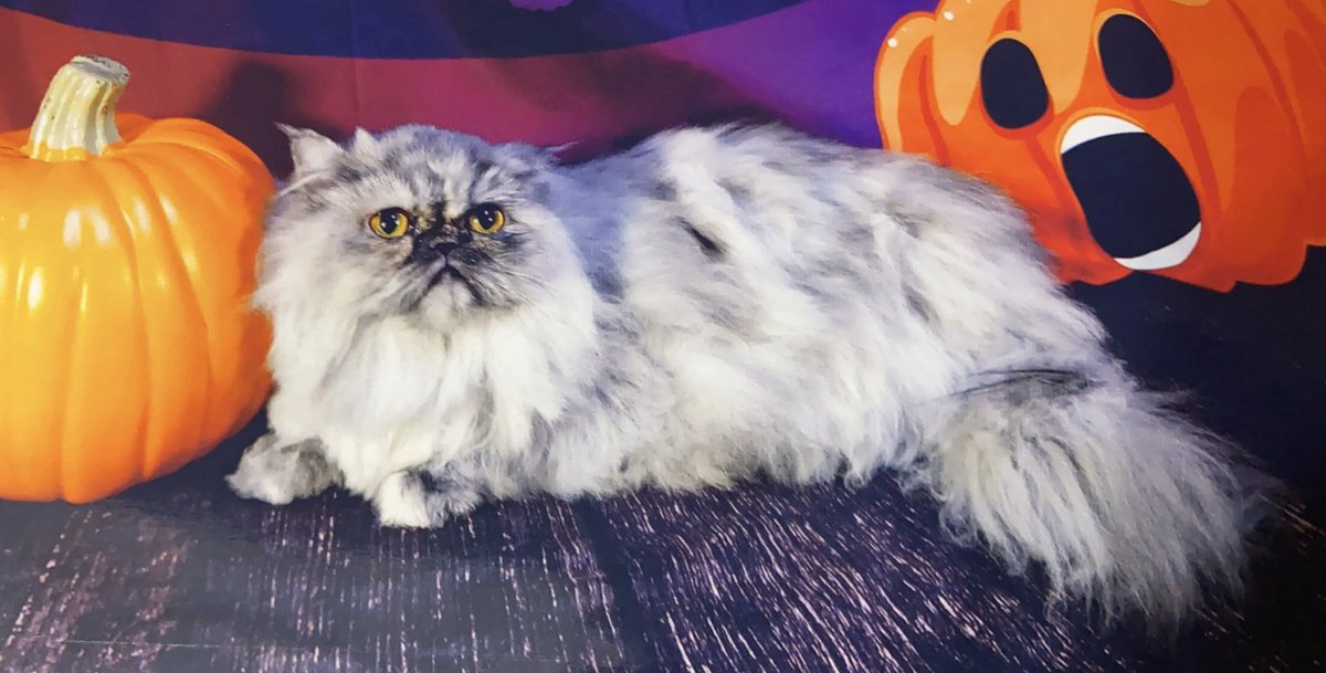 TheKanoosh's tweet photo. Got her groomed today, you know damn well I opted in for the Halloween themed photo https://t.co/15xzMdWLlJ