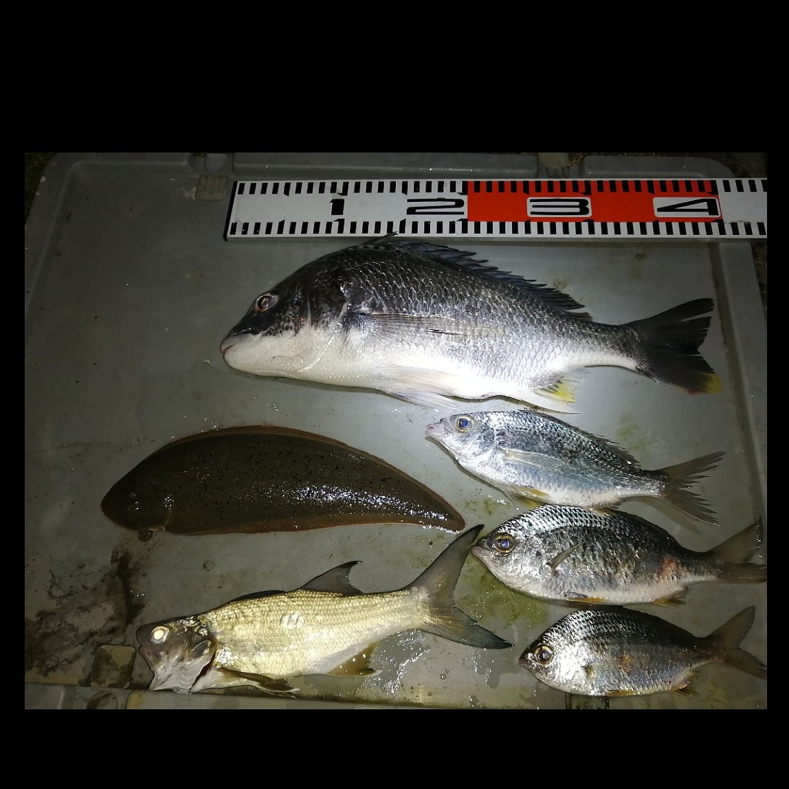 tawake2go's tweet image. 久しぶりの網打ち、干潮前2時間。40のキビレゲット！まあまあかな😁
#ジムニー乗り#ジムニー#ジムニーと海#ジムニー女子#ジムニーのある生活#ジムニー好き#ジムニーのある風景#sunrise#twilight#夕暮れ#朝焼け#夕焼け#投網#空#雲#empty#海#beach#surf#砂浜#自然#nature#Castnet