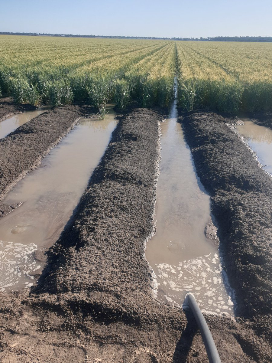 Michael Klingner tweet media