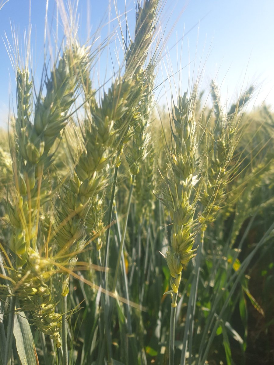 Michael Klingner tweet media