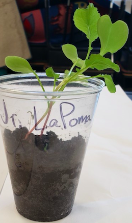LapomaMs's tweet photo. Have a great weekend! 
From our newly named radish plant, Jr. LaPoma https://t.co/jS6cgEXkP0