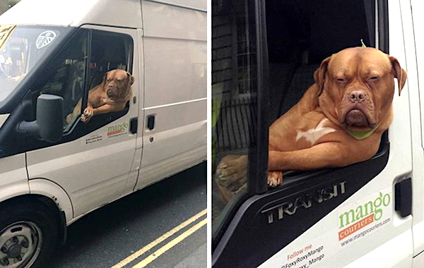 eTagsTweets's tweet photo. This guy's too #cool for a #van. #cardog #cardogs #toocool #cutedog #cutedoggy #funnypics #carhumor #vanlife #vandriver #vandriving #funnyphoto #dogdrive #funnypictures #carguy #carstuff https://t.co/NnXWFRinMj