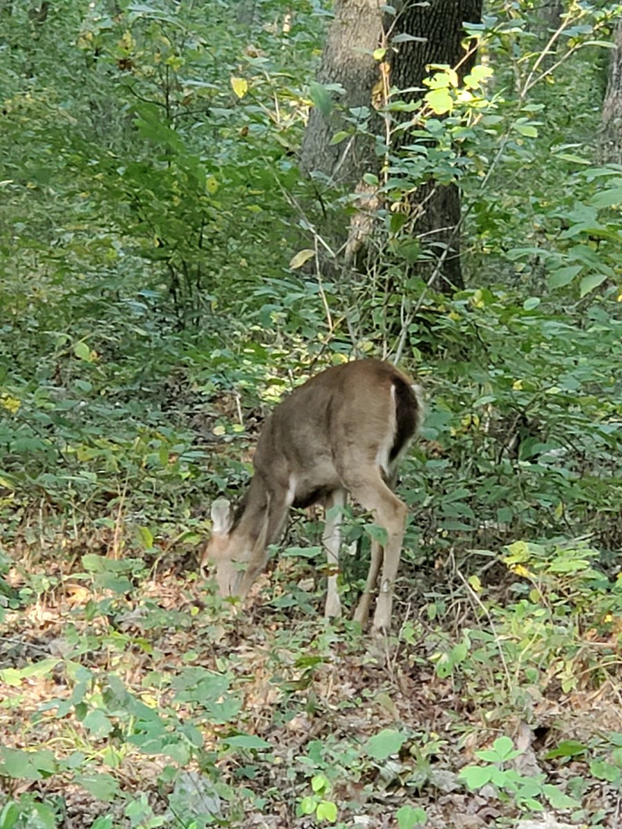 Good day for radio and fishing in EM36. Otters and a beaver for spectators.