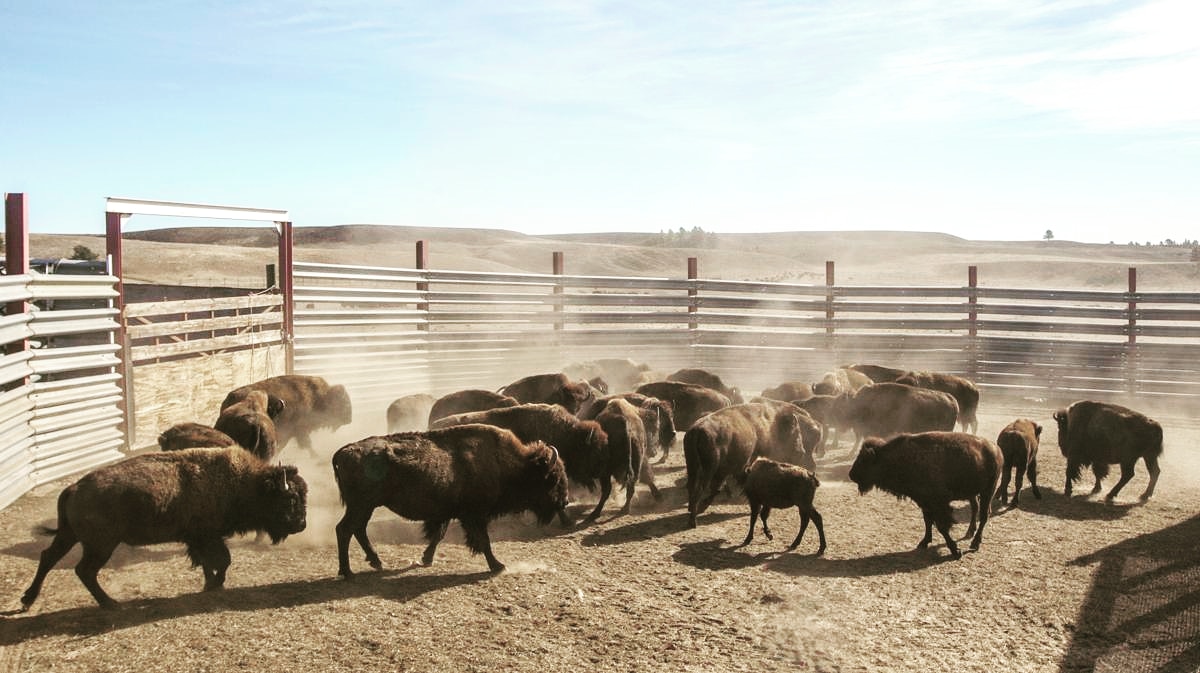 JG_Bison's tweet photo. #BisonFactFriday October signifies the start of roundup season for bison ranchers. We wish our fellow bison ranchers a safe & smooth roundup. Bison are low maintenance and hardy animals, but annual roundups are needed to compete tasks & inspection of the overall heard health. https://t.co/AVVQuuM3TS