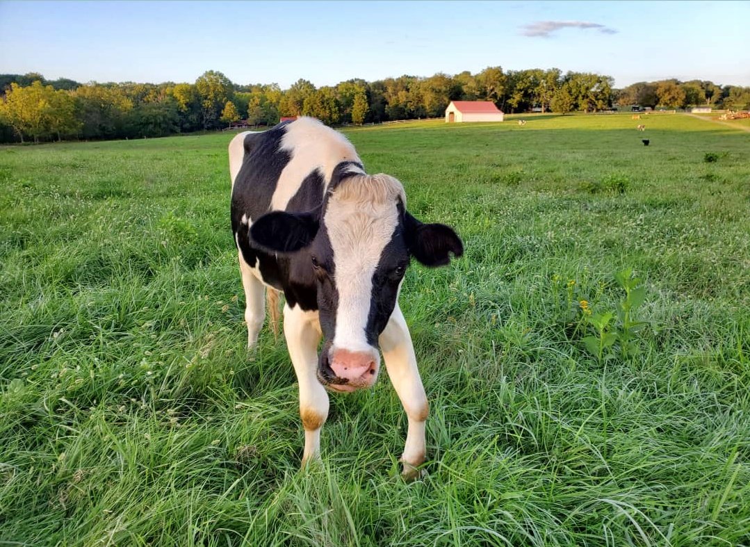 Remi was rescued from a dairy farm. She was supposed to become a dairy cow when she was old enough but was born blind and suffered a lot of health issues due to malnutrition(which is common among dairy cows from being fed formula and being taken away from their mothers)