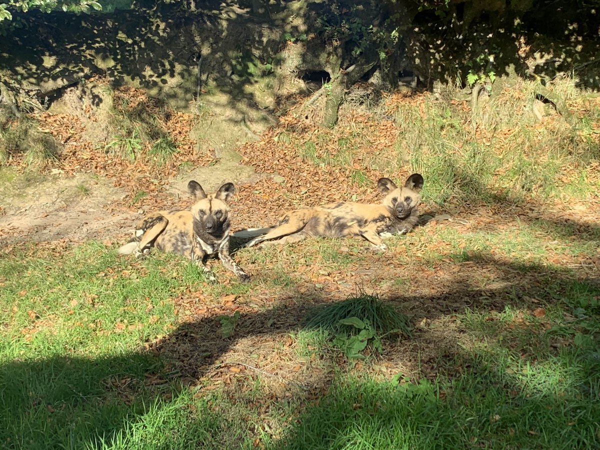 exmoorzoo's tweet photo. When you’ve had so much fun playing in the leaves it’s time to relax... in the mess you’ve created
Catch our Painted dogs being fed at 11:45am everyday
#painteddog #rareanimals #endangered #canid #supportlocal #leaves #autumnalfun #livelovelocal #familyfun #familydayout https://t.co/EZkrhC4adS