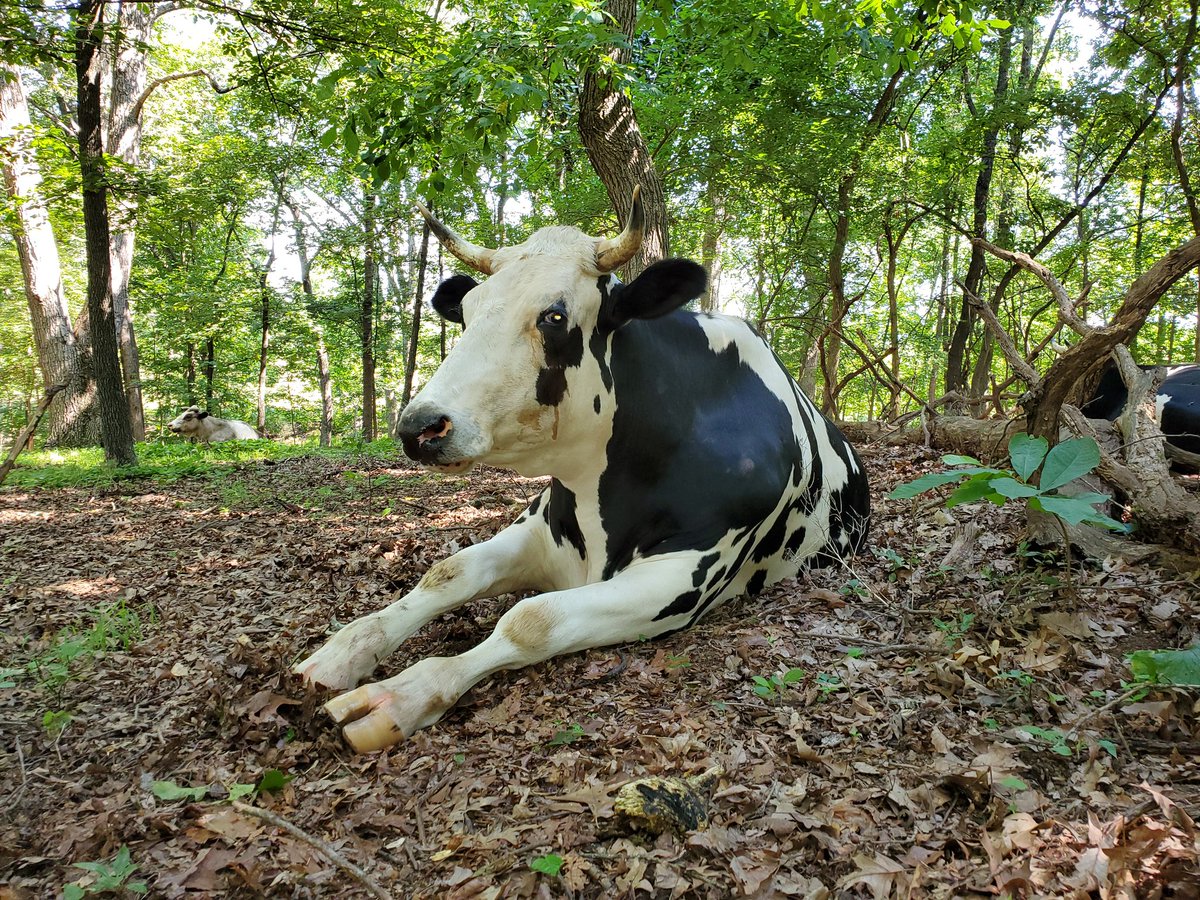 Justin was destined to become a veal calf but because the farmer played favorites with his mother, she got to come to the sanctuary and keep her baby (this time). When he was born, she tried to hide him in hay because she had already had so many babies taken away.