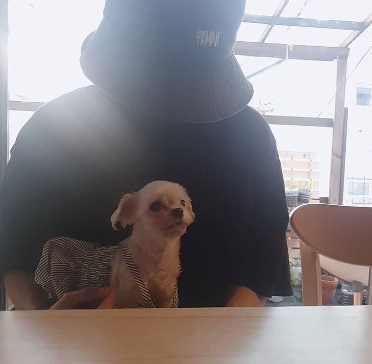They have now gotten a second dog named 행북! So now they have two dogs, Puding and 행북.