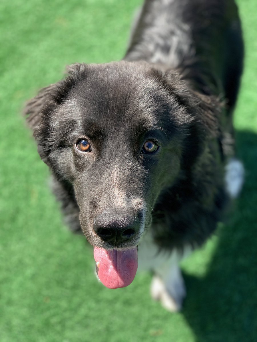 WhartonTJ's tweet photo. Murph’s first day of daycare with Huck. #dogsoftwitter https://t.co/cKzUvdTuSC