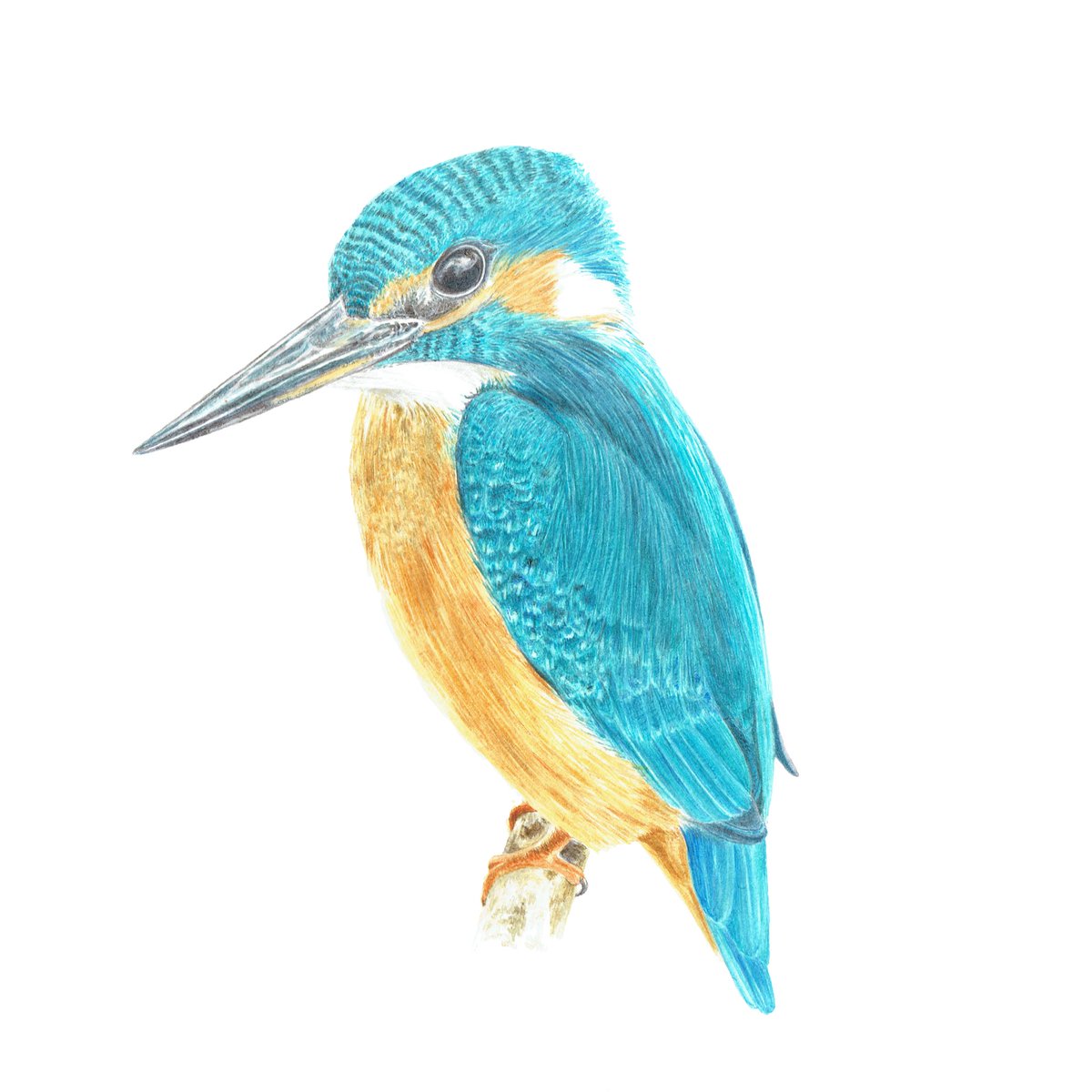 A little #Kingfisher study with a #russetorange tummy! #colour_collective #illustration #BirdsConnectOurWorld #birds #Watercolour #wildlifeweek2020 #NatureDrawingClub <a href="/Clr_Collective/">Colour Collective</a>
