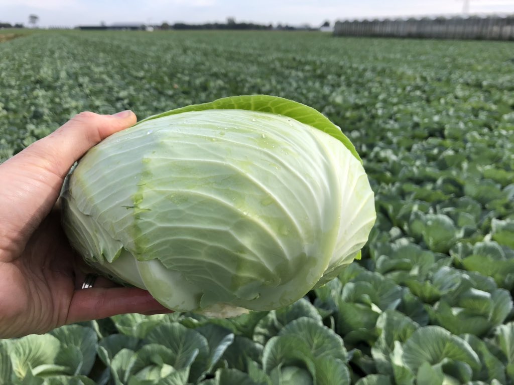 RonaldHand_Bejo's tweet photo. Krachtpatsers tegen #corona vers voor u klaar💪🏻- @BejoZaden #cabbage #brassica #coolwrap #kôôl #spitskool #zuurkool #sauerkraut @boerbewust https://t.co/QDv824bgX8