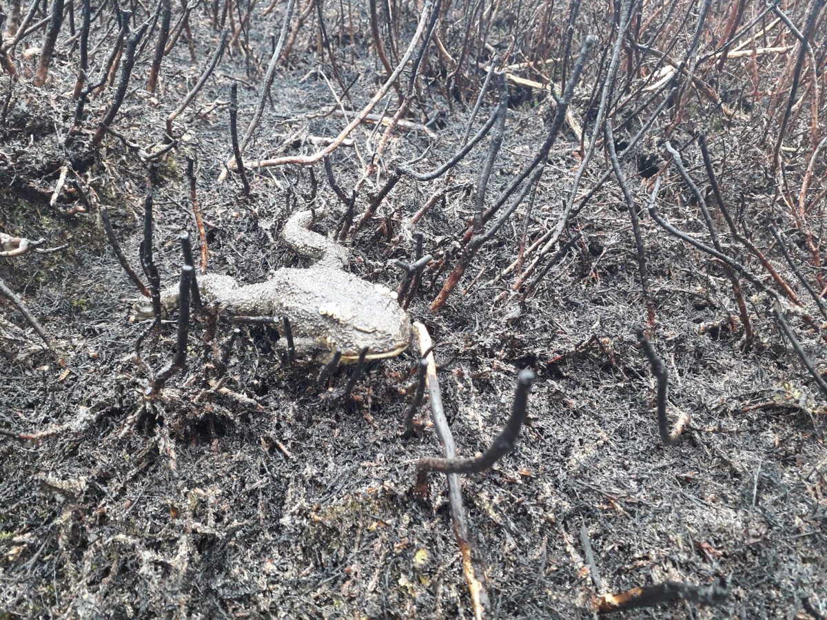 🔥 As burning resumes on grouse moors near #Sheffield and #Manchester - please help us protect wild species and spaces! Please monitor burn sites (when and where safe!) for wounded wildlife. We need your help and evidence.  Defend our uplands from DGS destruction🔥