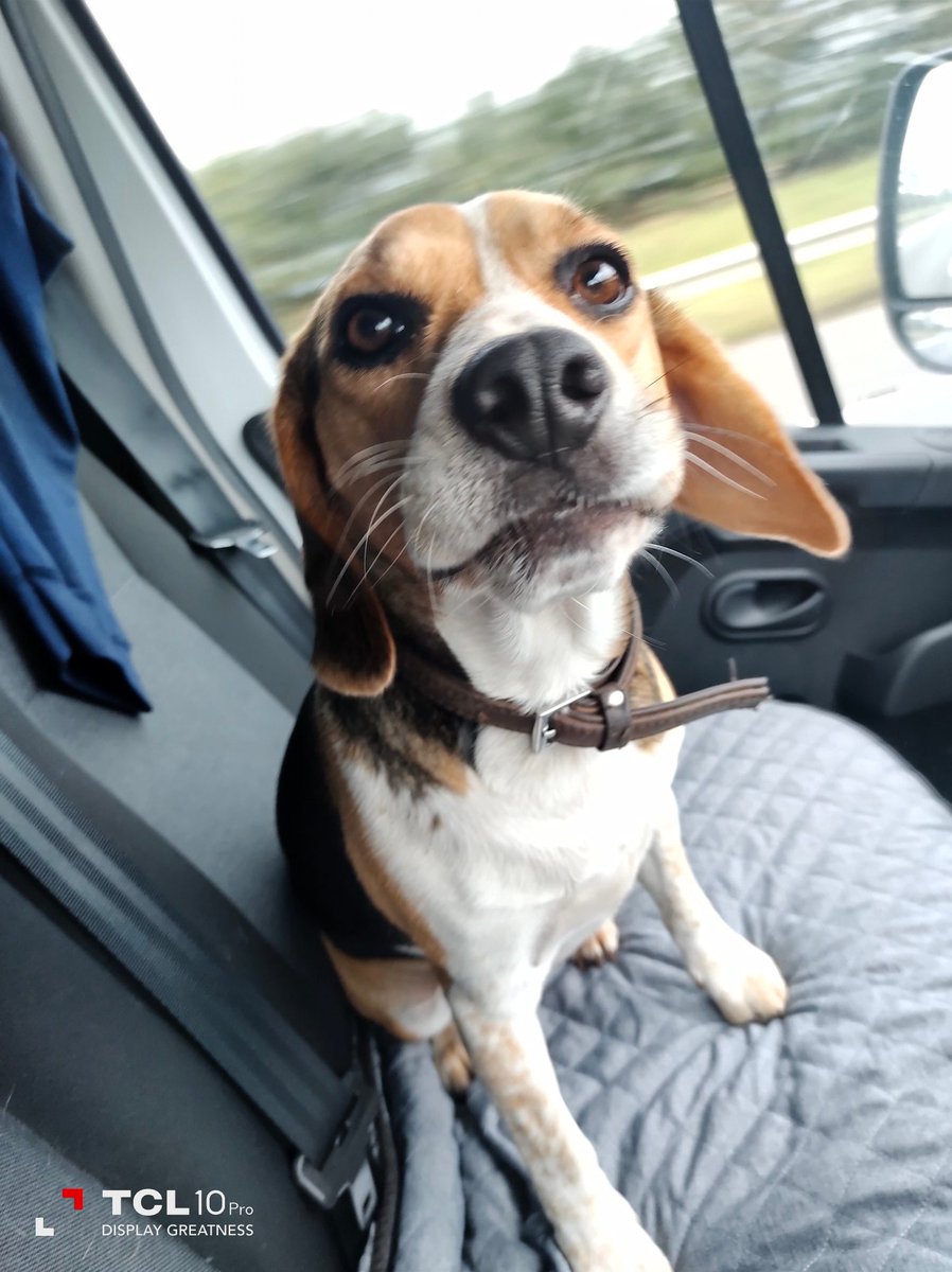 Day out in dad's van 🐾🐕