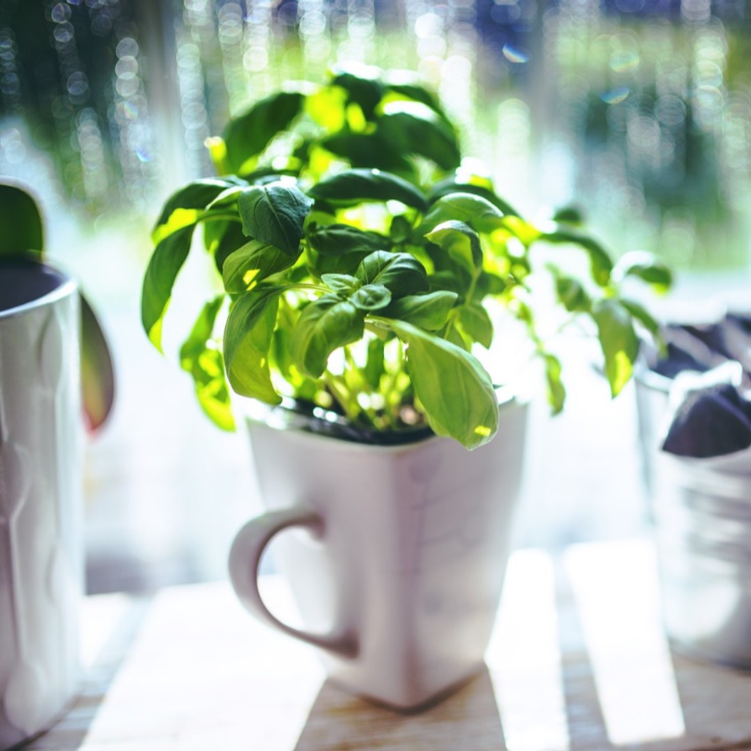 How do you use Basil? 🌿

Grow basil with basil! Place cuttings stem down in  water out of direct sunlight. Change water daily and in a few days you will see roots! Order some Wonder Soil for your new baby basil plants! 🌱

#wondersoil #growyourown #gardentips #basil #gardening