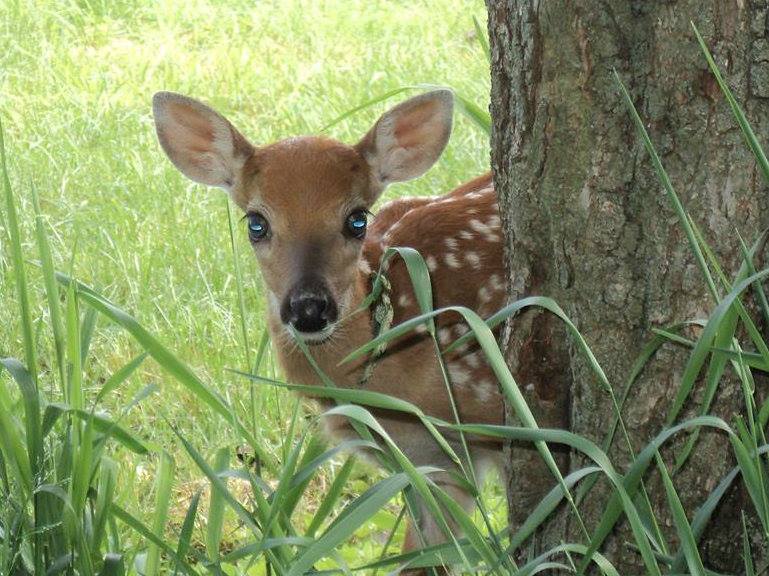 birdsunlimited's tweet photo. #FeedtheBirds: When deer babies lose their spots https://t.co/XLWZYanRSL 🐦Feed the #Birds #birdwatching #BringBirdsBack #birdyourworld https://t.co/h5FrpwOBIY