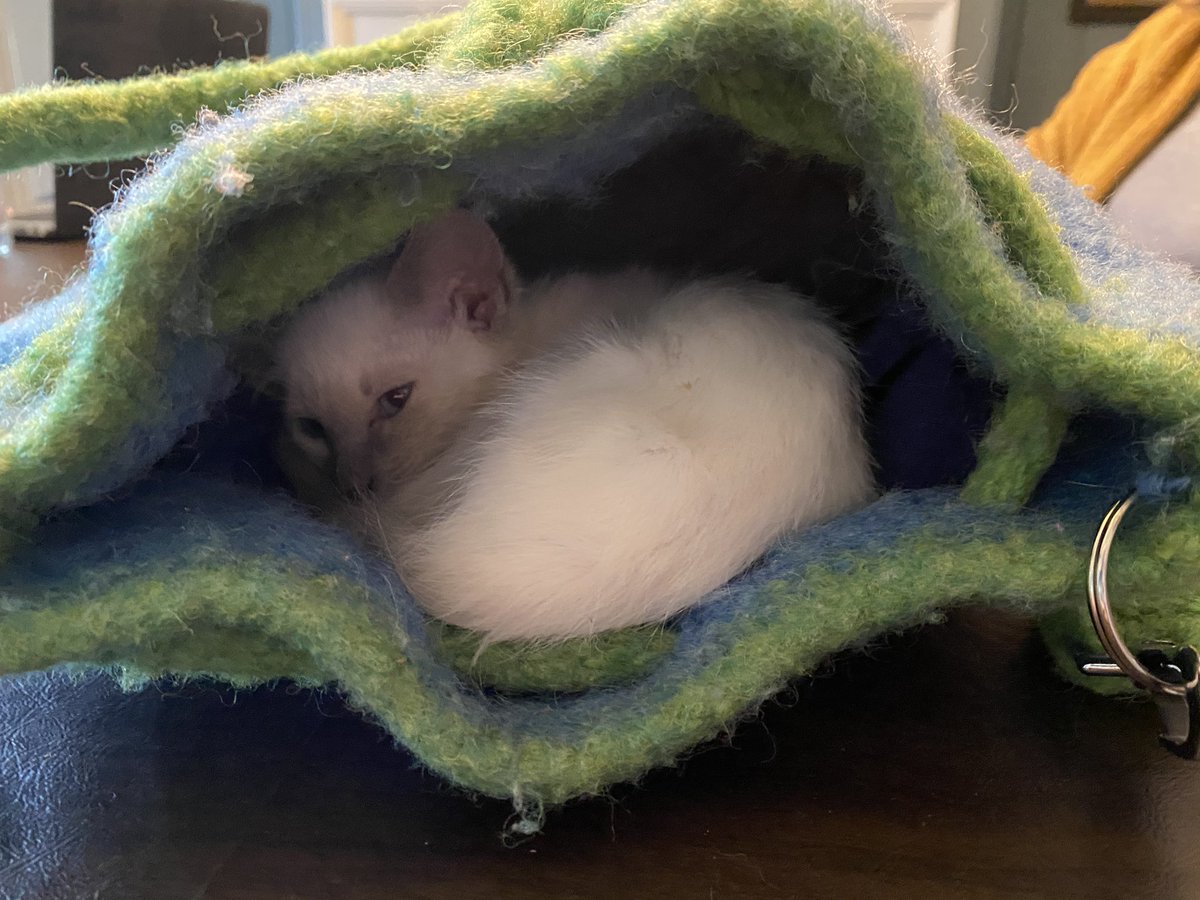tinybabyboy1's tweet photo. mombe bin having 2 forcefeed meh bc i no eat.,,,,,,...,..,. i bin sleepin lots too :( not feelin gud https://t.co/7p04AKZBuv