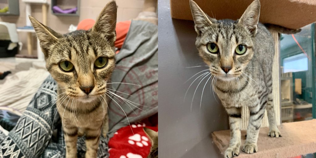 Pawscrossedny's tweet photo. Beautiful Marilyn is the last of our amazing "M" cats waiting for her forever home. She is unbelievably sweet with a touch of fun, playful energy! If you're interested in adopting Marilyn, she is so ready to fill your heart and your lap with love! https://t.co/o4yJsfUjNR