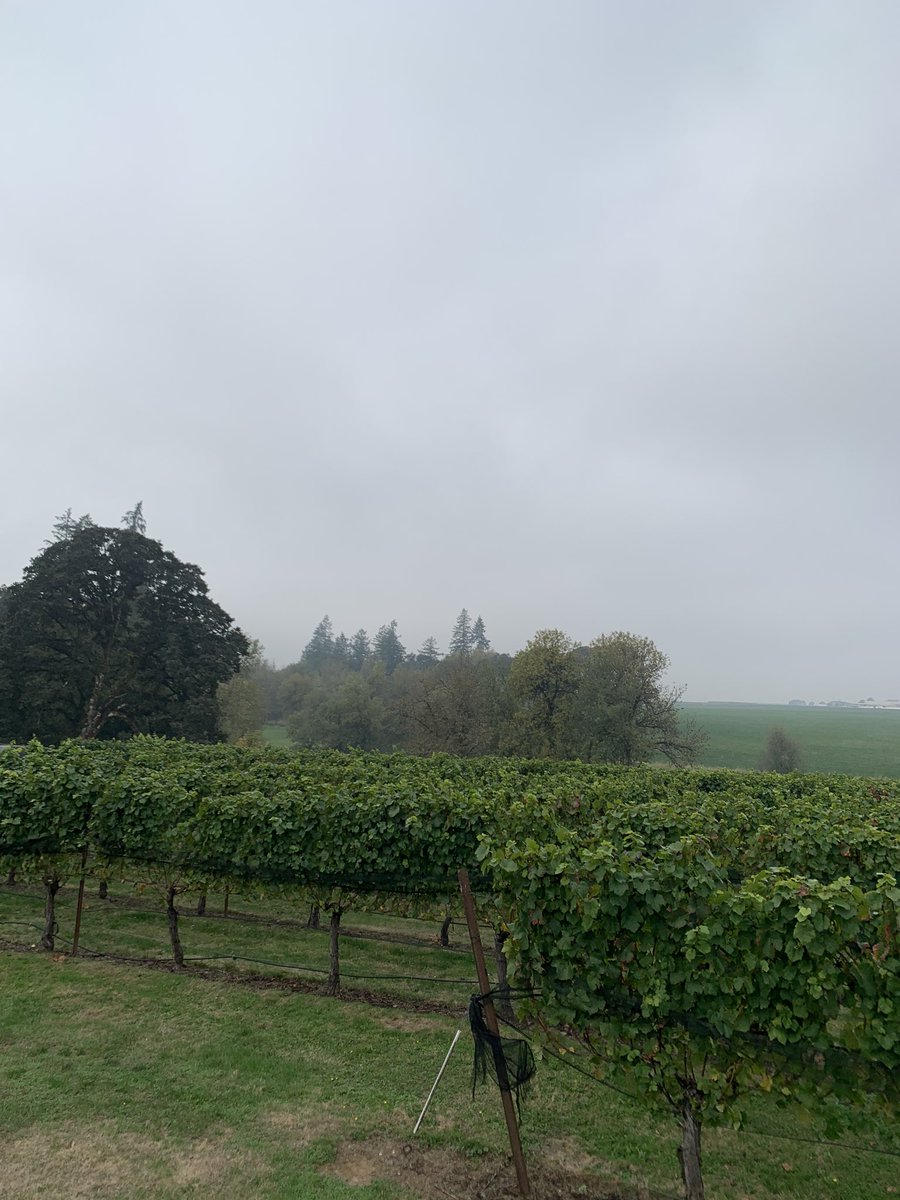 puddingriver's tweet photo. Spooky fall day, fitting for October. We’re open all weekend with our Harvest celebration tomorrow from 2-5. Come enjoy some great wine alongside great music!
#Oregon #wine https://t.co/PzsvKD7kQI
