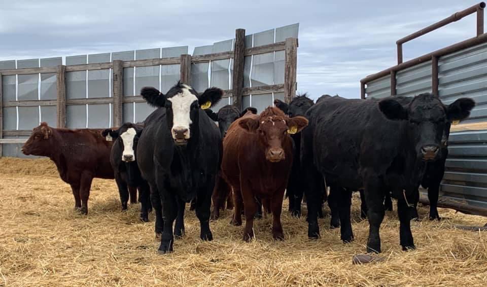 Thank you to the Klain Simmental Ranch of Ruso and guest exhibitor Presser Red Angus for hosting the All Breeds Cattle Tour.