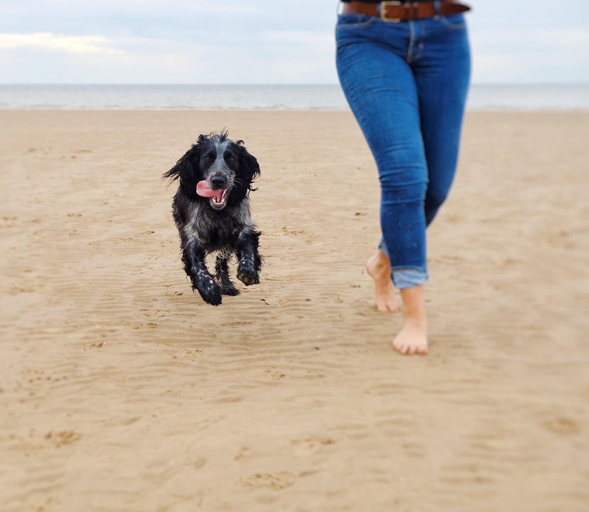LydiaBrowne1's tweet photo. @KellyTheVet Minnie loves the beach 💕 she’s a fugly git at times 🙈😂 https://t.co/GirvakN7ZZ