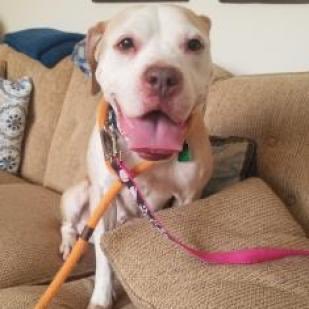 FuzzyDanSo's tweet photo. “A little white around my muzzle #IsNormalForMyAge,” lovely pup Petunia says, - but my whole face?!” This gentle, well-mannered, sensitive senior sweetheart is at @ACCTPhilly in Philly looking for a loving home where she can blossom. Adopt this good girl: https://t.co/x99LOtOS0L! https://t.co/N0xLTTRS2T