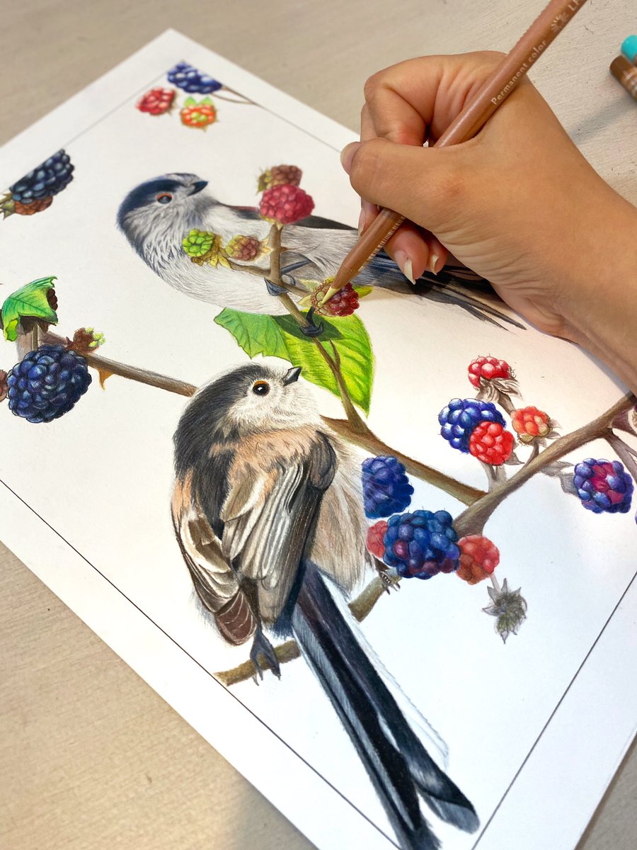 The storm outside makes it feel like autumn is definitely here! Here is my finished coloured pencil piece of Longtails amongst blackberries!