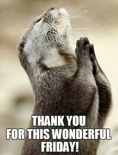 OtterlyAmazing1's tweet photo. What are your plans for this #OtterlyAmazing Friday? Comment down below! #TGIF #ottermeme #otterlover https://t.co/Hgw23fgXj9