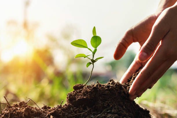 sierrawell's tweet photo. Need another excuse to love City Trees? They plant a tree for every City Trees 1:1 and 1:1:1 products purchased? 🌳
.
.
.
Keep out of reach of children; for use only by adults 21 years of age and older. https://t.co/Cpar3xVQuc