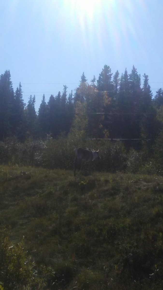 lancasterperch's tweet photo. Caribou self isolating at #YDF #CYDF https://t.co/zSVLXoef1c