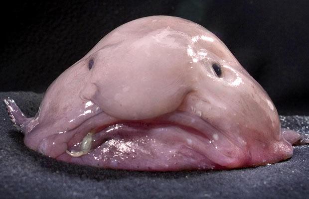 THREAD FACE TO FACE : une personnalité / un poisson Donald Trump / Blobfish