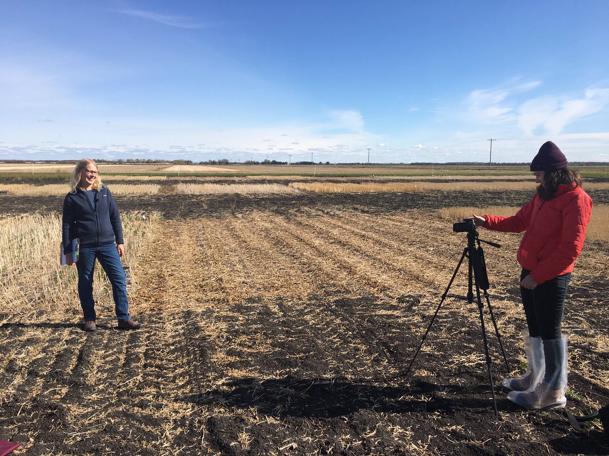 CallumMorrisons's tweet photo. Today @YvonneLawley_UM and I are making a virtual tour of our long term cover cropping experiments in in Glenlea, MB. #mbag #covercrop #covercrops #prairiecovercrop #WestCdnAg https://t.co/c3PZ3iRcQE