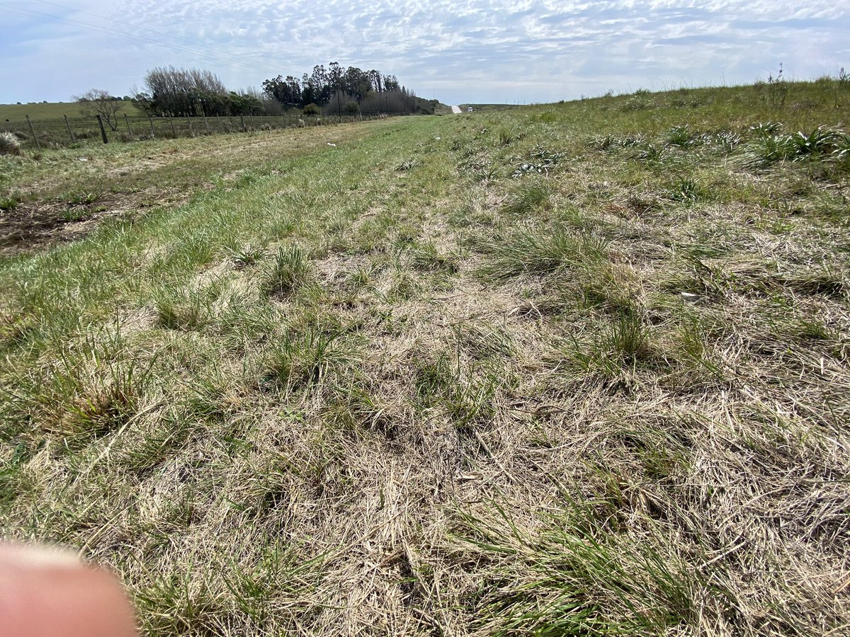 Sebastian Da Silva tweet media