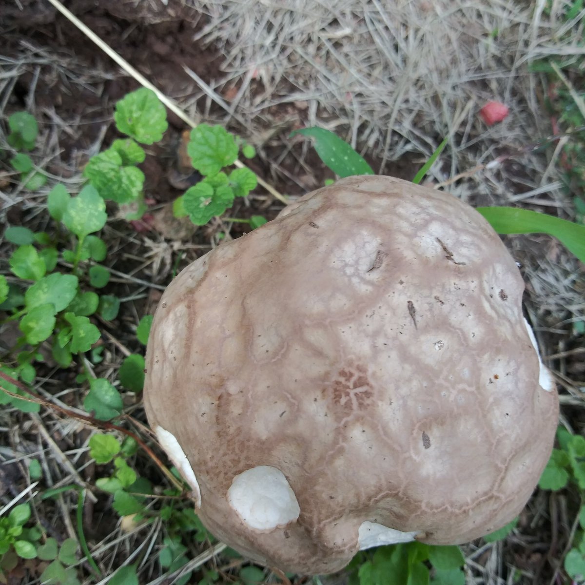 Also a brain seems to be growing in the yard.