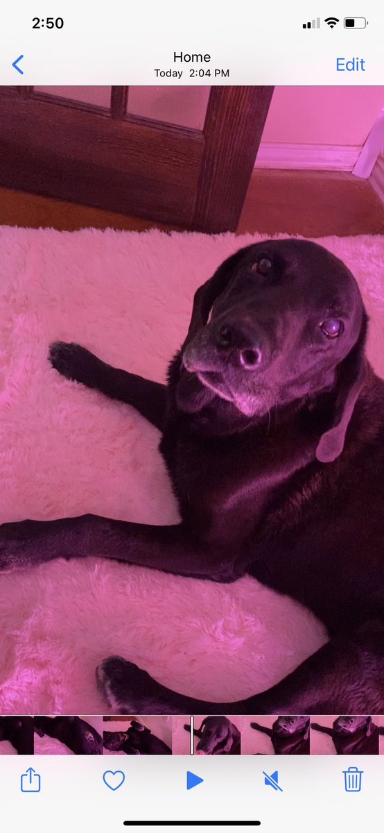The #1 guy here just got a pink rug.  #dogsoftwitter #manly #RescueDogs