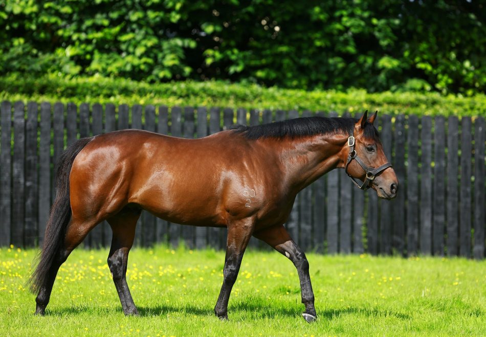 Coolmore Australia tweet media