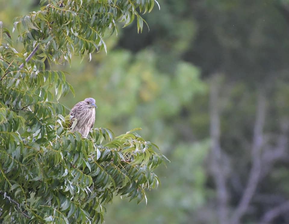 debbiewfleck's tweet photo. #DallasMayor Eric Johnson is urging residents and businesses to turn out non-essential lights at night through Oct. 10 during a critical migratory period for birds in the United States. Keep wildlife safe and conserve energy! Photo courtesy @Kunmuth https://t.co/2osnMLi8Rx