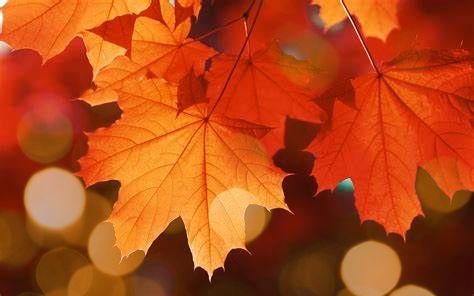 NKBA Aloha Chapter tweet media