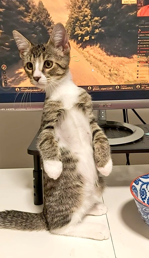 توییتر Gurky در توییتر C Est Un Kangourou Ou Un Chat Cette Chose T Co Mkec1n0vk0