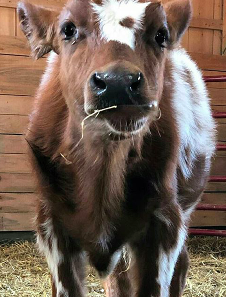 💖Today is the World Day for Farmed Animals💖 I encourage you to become vegan for their sake and your health<a href="/tag/india"class="tags"><span>#india</span></a><a href="/tag/govegan"class="tags"><span>#govegan</span></a><a href="/tag/ghandi"class="tags"><span>#ghandi</span></a><a href="/tag/worldfarmanimalsday%20"class="tags"><span>#worldfarmanimalsday </span></a>