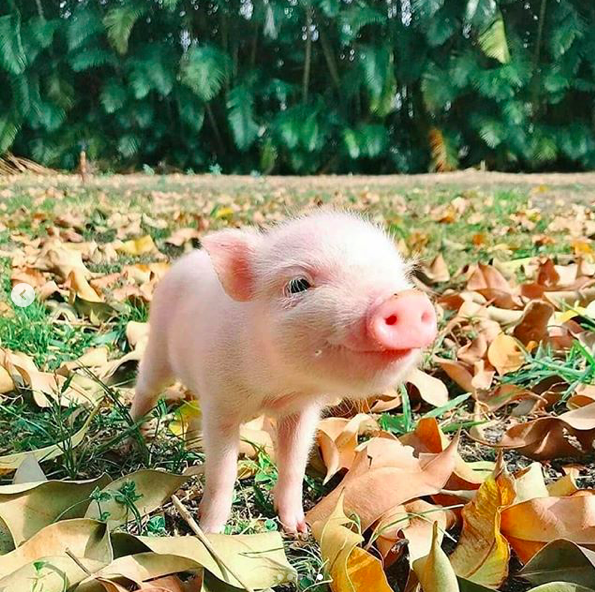 💖Today is the World Day for Farmed Animals💖 I encourage you to become vegan for their sake and your health<a href="/tag/india"class="tags"><span>#india</span></a><a href="/tag/govegan"class="tags"><span>#govegan</span></a><a href="/tag/ghandi"class="tags"><span>#ghandi</span></a><a href="/tag/worldfarmanimalsday%20"class="tags"><span>#worldfarmanimalsday </span></a>